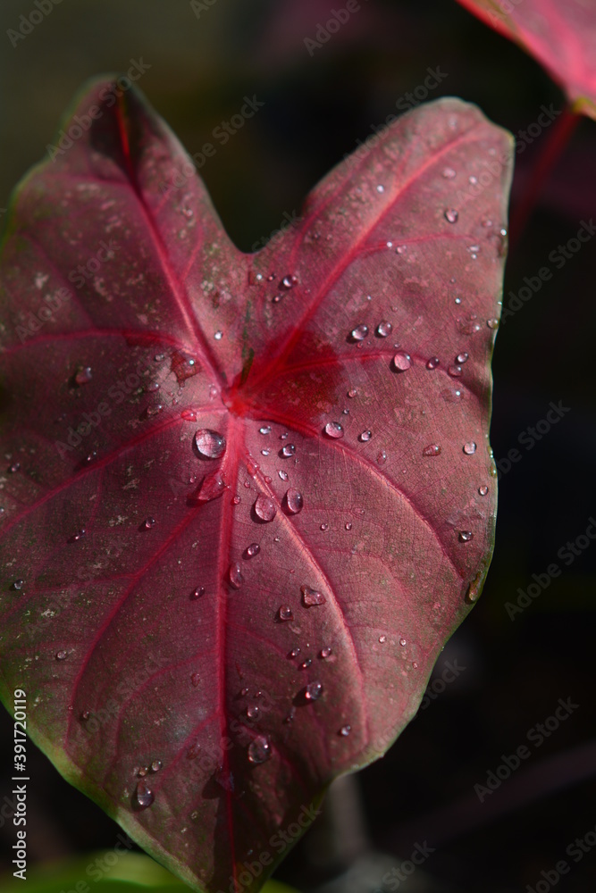 Fototapeta premium water drops on red leaf