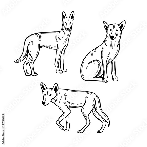 Australian Dingo dog. Vector illustration.