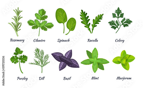 Culinary herbs set. Natural culinary herbs and spices for cooking, eating, food. Rosemary, cilantro, spinach, parsley, rucolla, celery, dill, basil, mint, marjoram,