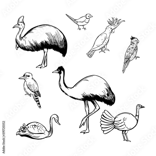 Birds of australia. Vector  illustration.