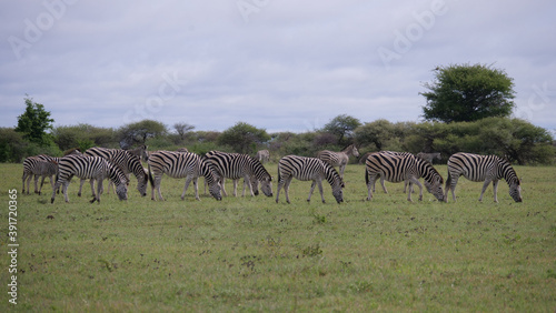 Herd of Zebra grazing at Nxai Pan photo