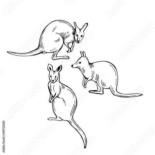 Hand drawn  wallaby. Vector  illustration.