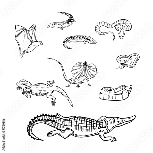 Reptiles australia. Vector illustration.