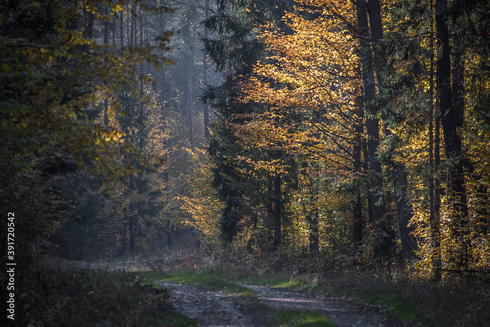 Obraz premium Dark autumnal road leading into the depths of the wilderness. The leaves are illuminated by the evening sun. Selective focus on the trees, blurred background.