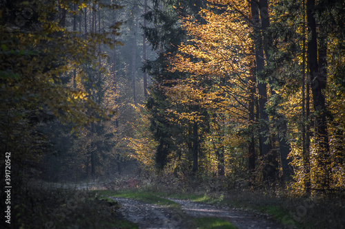 Fototapeta Naklejka Na Ścianę i Meble -  Dark autumnal road leading into the depths of the wilderness. The leaves are illuminated by the evening sun. Selective focus on the trees, blurred background.