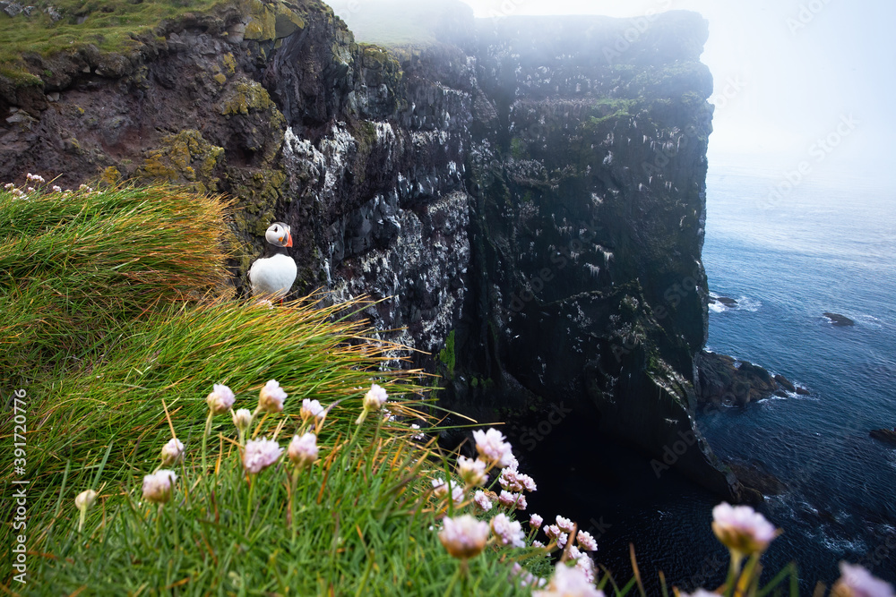 Atlantic puffin, fratercula arctica, looking to the ocean on cliff in Iceland. Seabird standing on rocks in summer. Black and white animal looking on mountainside.