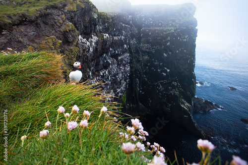 Obraz na płótnie Atlantic puffin, fratercula arctica, looking to the ocean on cliff in Iceland. Seabird standing on rocks in summer. Black and white animal looking on mountainside. w salonie