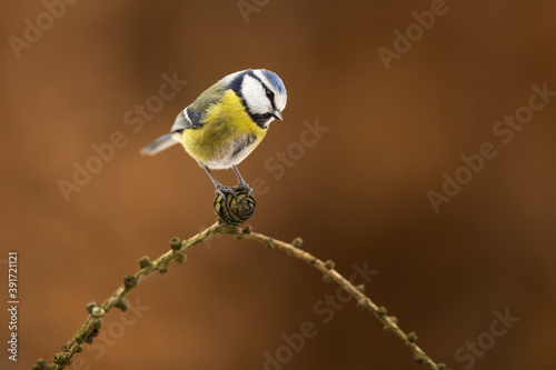 Eurasian blue tit, cyanistes caeruleus, sitting on twig in autumn nature. Colorful little bird resting on cone in fall. Feathered animal with yellow belly and blue back looking on bough.