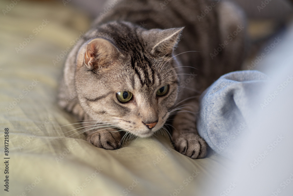 何かに興味を示す猫ちゃん　サバトラ猫