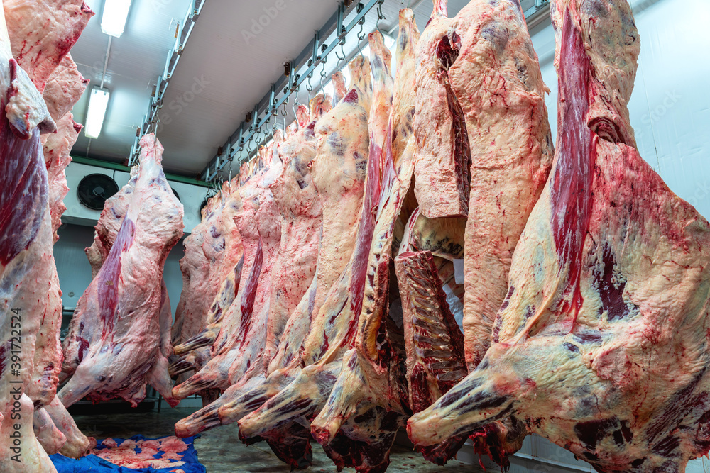 Meat industry at slaughterhouse, meats hanging in the cold store. Cattles cut and hanged on hook in a slaughterhouse to meat at the right temperature
