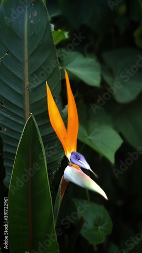 The Bird of Paradise Flower photo