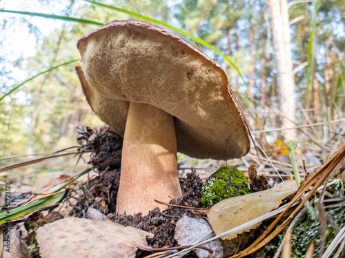 White mushroom Butyriboletus regius or boletus regius grow in the forest. photo