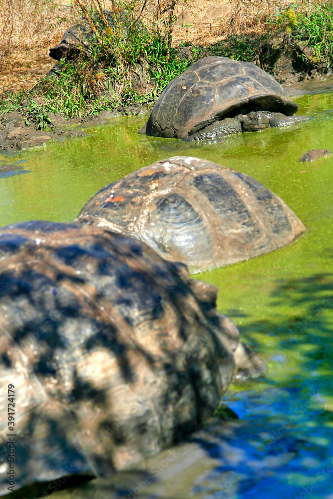 Obraz premium Galápagos Giant Tortoise, Chelonoidis nigra, Galapagos National Park, Galapagos Islands, UNESCO World Heritage Site, Ecuador, America