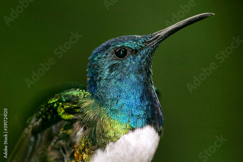 Hummingbird, Maquipucuna Cloud Forest Reserve, Pichincha Province, Ecuador, America photo