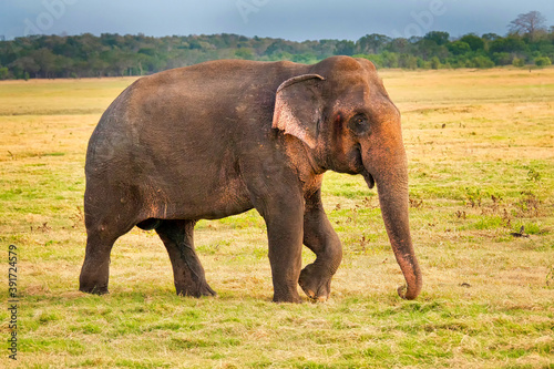 Sri Lankan Elephant  Elephas maximus maximus  Minneriya National Park  Sri Lanka  Asia