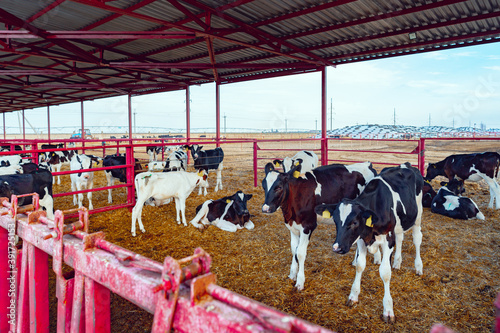 Modern outdoor cowshed with herd of milky cows