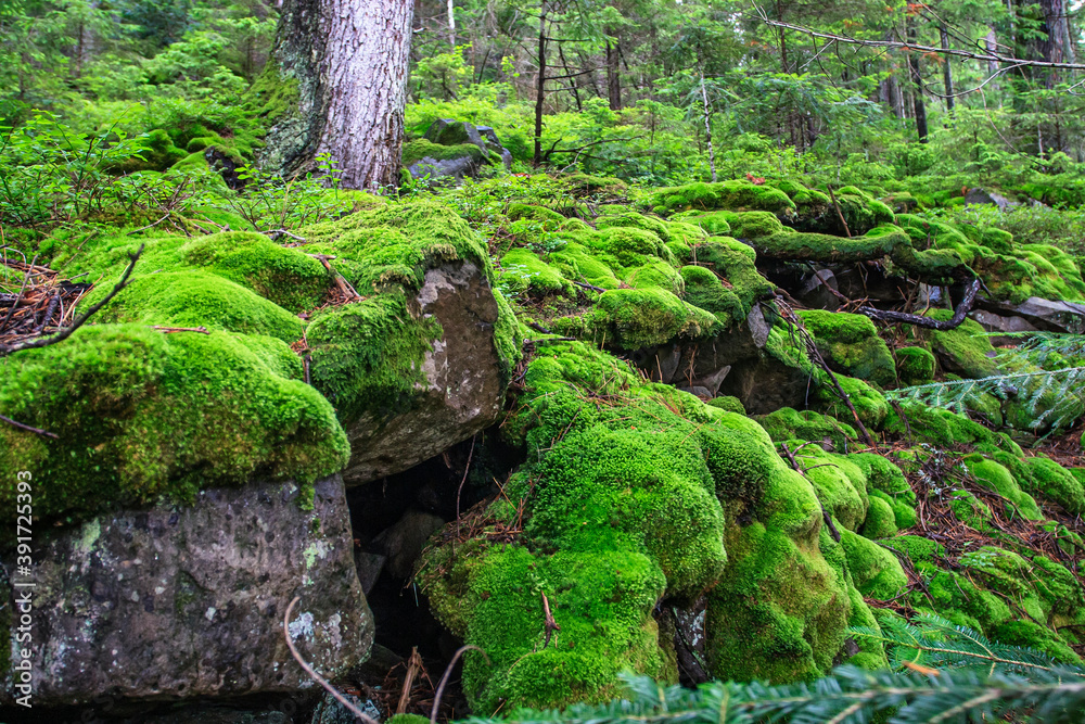 Fluffy bright green moss in a wild mountain forest. Carpathian mountains, Ukraine.