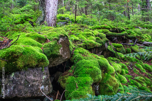 Fluffy bright green moss in a wild mountain forest. Carpathian mountains, Ukraine.