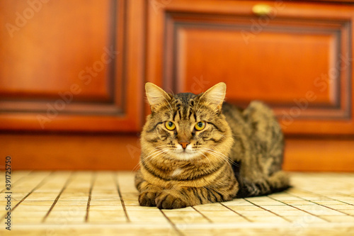 portrait of a domestic tabby cat