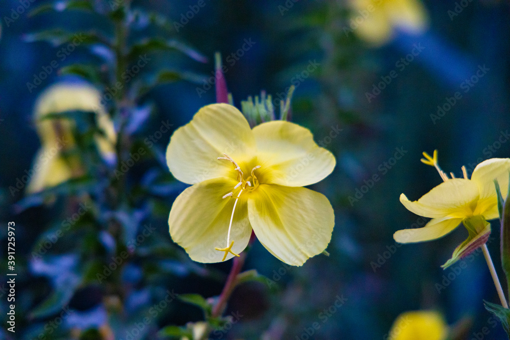 One night yellow flower macro. Four petal
