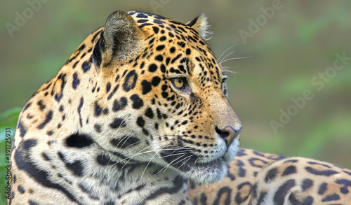 Portrait view of a Jaguar (Panthera onca) © Henner Damke