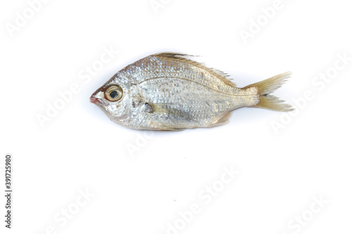 Gerres Fish (Gerres Filamentosus) / Whipfin silver biddy Fish , Isolated on white background