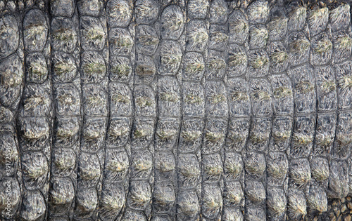 Close up view of a Nile Crocodile skin as background