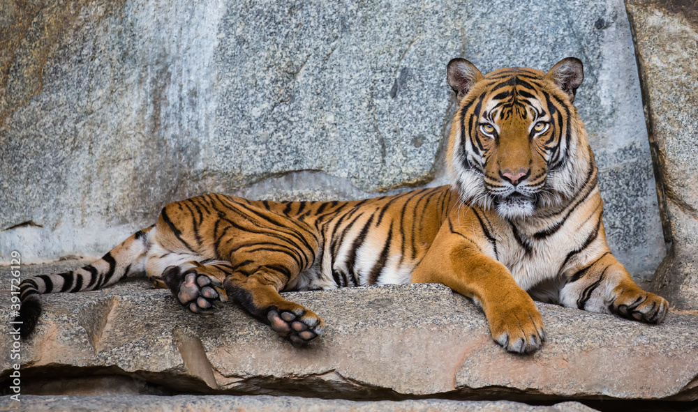 Close up view of an Indochinese tiger (Panthera tigris corbetti) Close up view of an Indochinese tiger (Panthera tigris corbetti)