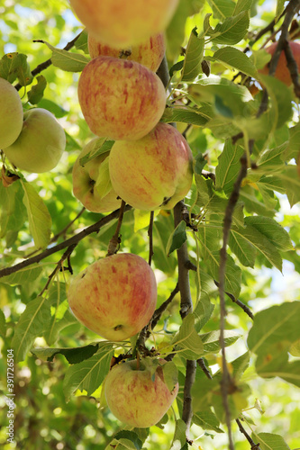 Ripe apples, hanging in a tree.