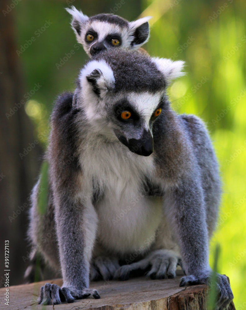 Upright portrait of a Ring-tailed lemur (Lemur catta) - Mother and child Upright portrait of a Ring-tailed lemur (Lemur catta) - Mother and child
