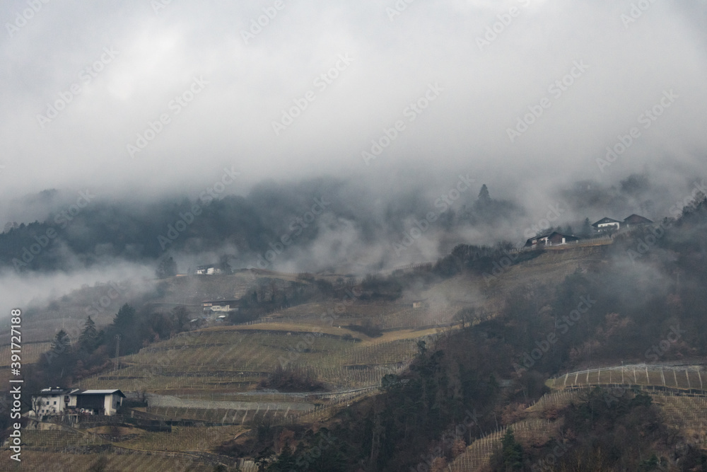 Misty vineyard in the Dolomite