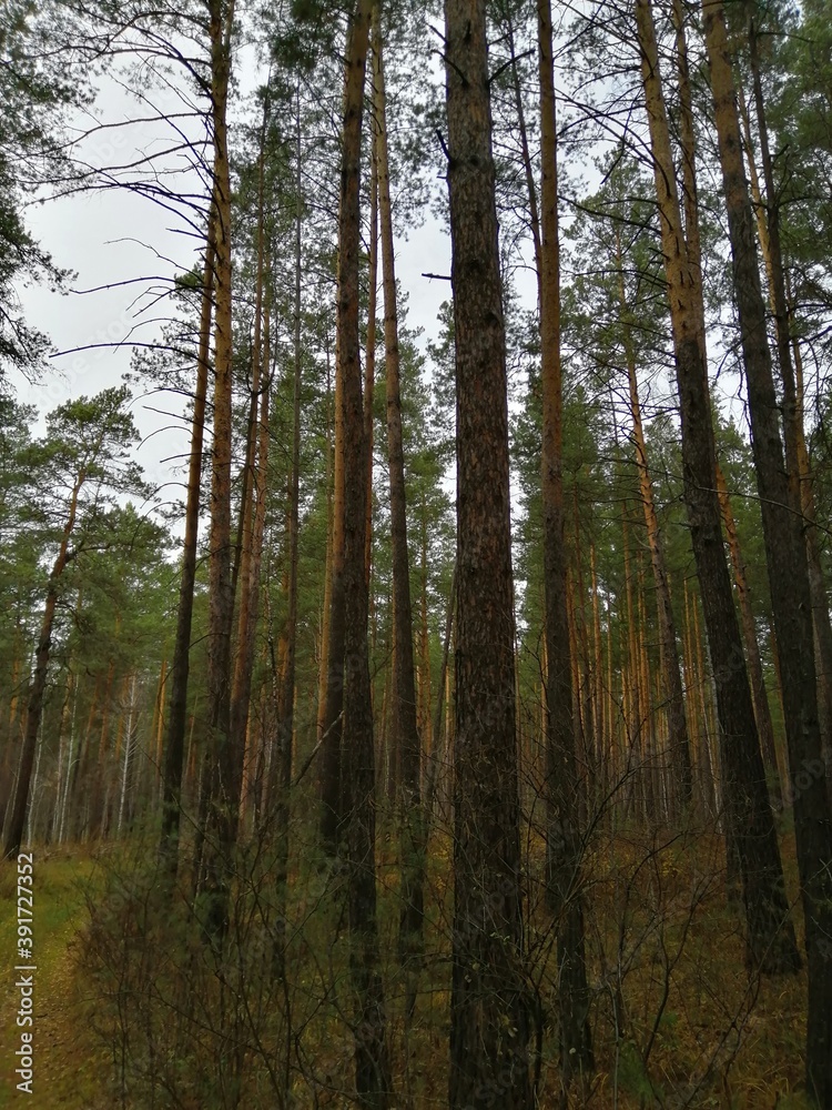 forest in autumn forest in autumn