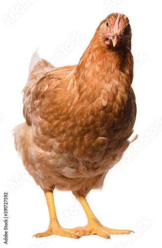 one brown chicken isolated on white background, studio shoot © sval7