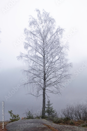 frosty tree in fog