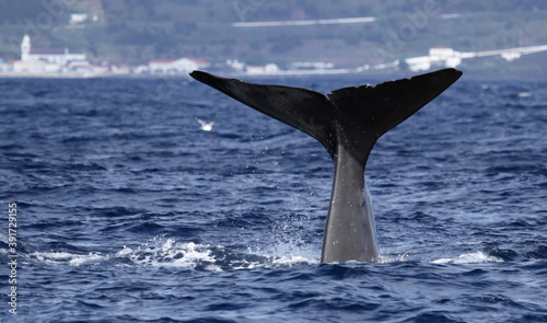 Sperm whale starts a deep dive - near shore waters south of Lajes do Pico (Pico Island, Azores)