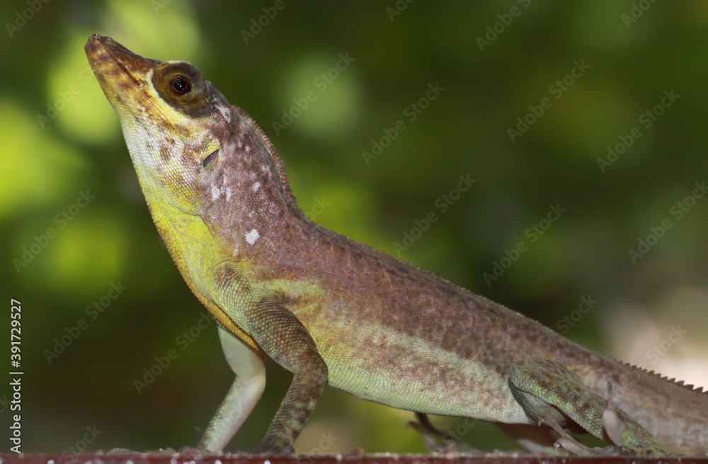 Close-up view of a Grenada Tree Anole (Anolis richardii) Close-up view of a Grenada Tree Anole (Anolis richardii)