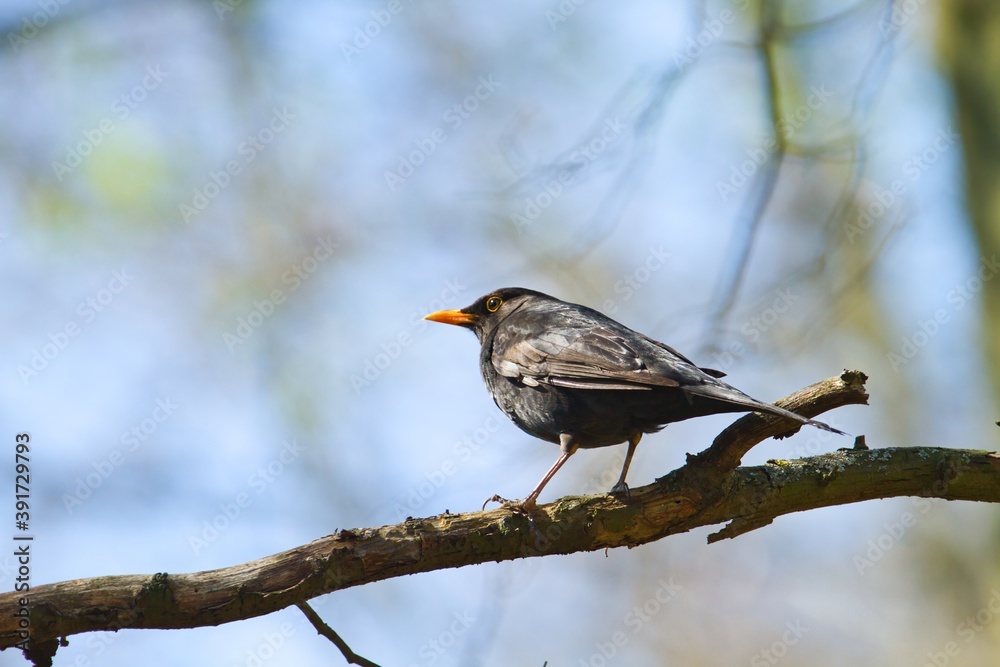 Fototapeta premium Common male blackbird sitting on a branch in spring with light blue sky behind, turdus merula