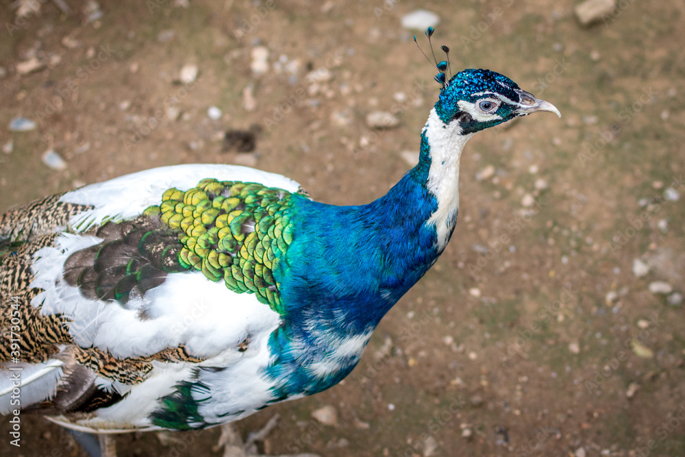 Male Indian peafowl (Pavo cristatus) peacock native to the Indian subcontinent Male Indian peafowl (Pavo cristatus) peacock native to the Indian subcontinent