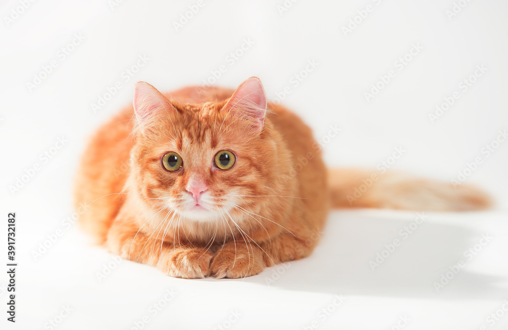 Red cat isolated on white background. Fluffy ginger kitten is hunting