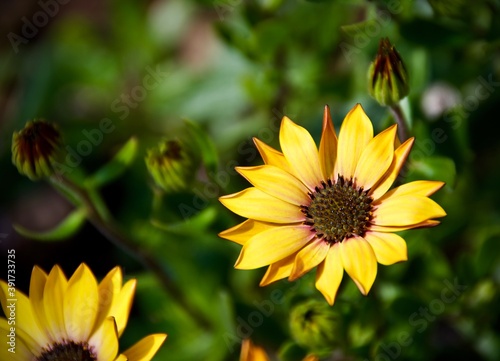 yellow flower in the garden