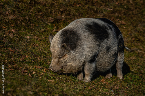 Hängebauchschwein auf der Weide