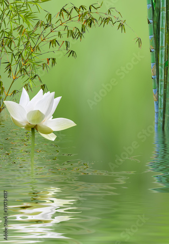 Bambous et lotus aquatique 