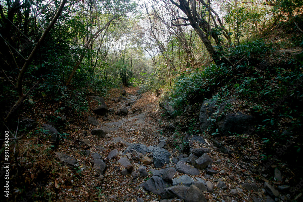 rocky footpath in the forest