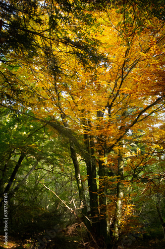 Arbre jaune automne