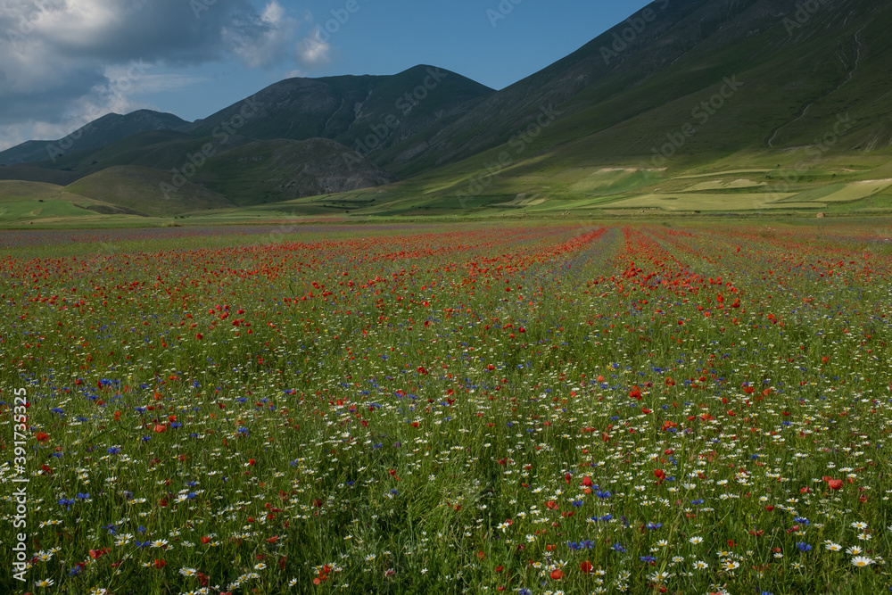 A landscape view of Piana di Castelluccio, Umbria, Italy covered in  red poppies and purple lentil flowers against the green rolling hills, taken from the down on the Piana against an overcast sky.