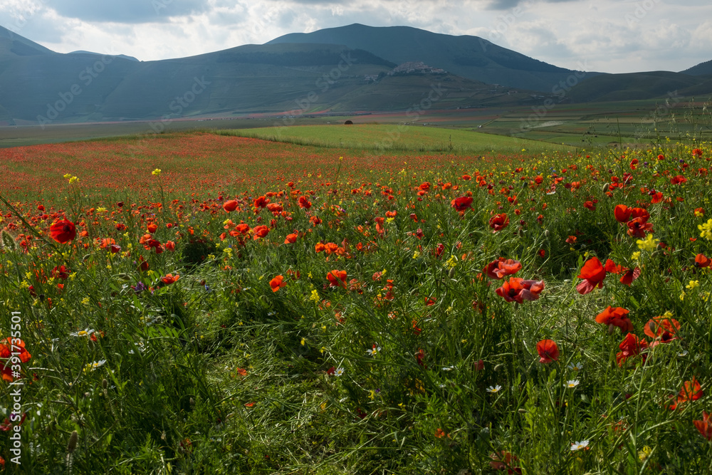 A view of Piana di Castelluccio covered in  red poppies against the green rolling hills, taken from the down on the Piana against an overcast sky.