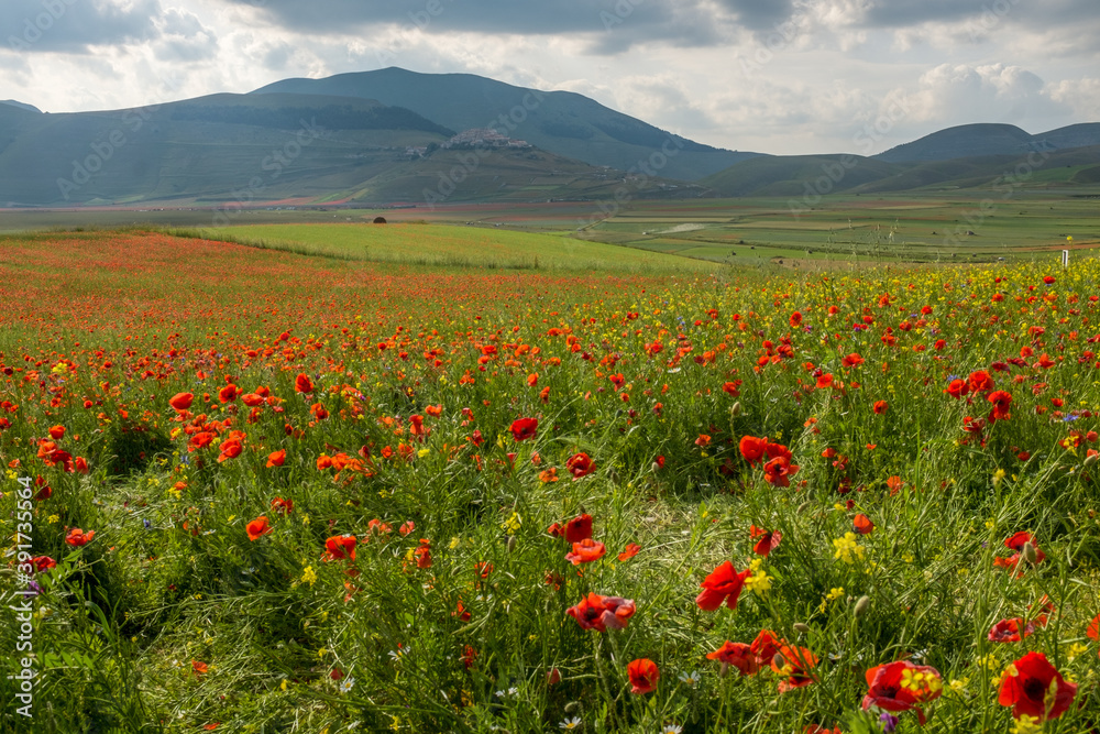 A view of Piana di Castelluccio covered in  red poppies against the green rolling hills, taken from the down on the Piana.