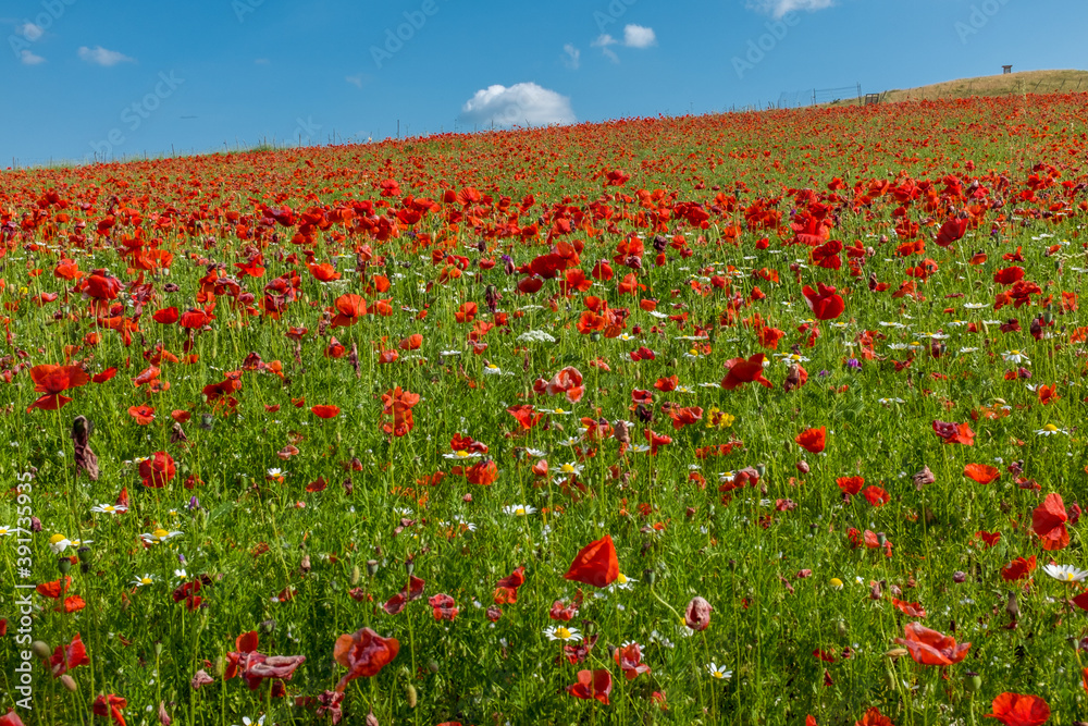 A low level shot of a field of red poppies just outside the town of Castelluccio, Umbria, Italy against a bright blue sky