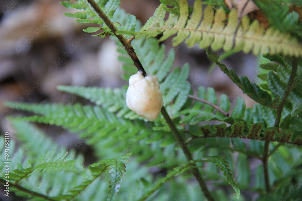 シダ植物の茎についている、おそらくヨフシハバチ類の幼虫の泡巣
