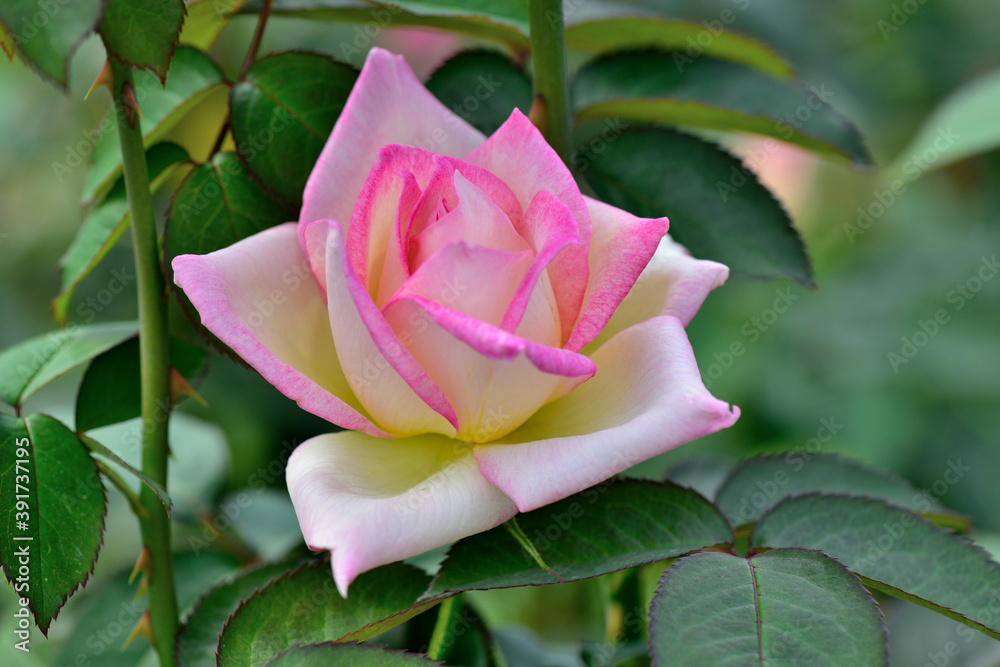 うすいピンクのバラ